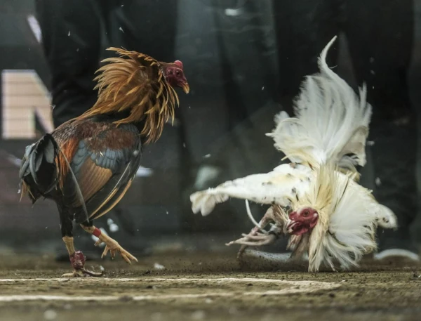 Cockfighting and what beginners need to know